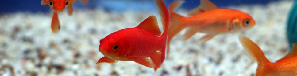 GoldFish graphic